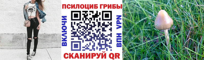 Галлюциногенные грибы Magic Shrooms  где найти   Емва 
